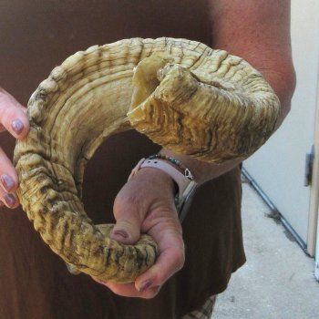  XL B-Grade Sheep Horn 33-1/4"