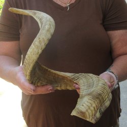 XL B-Grade Sheep Ho...