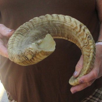  XL B-Grade Sheep Horn 32-1/2"