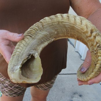  XL B-Grade Sheep Horn 32-1/2"