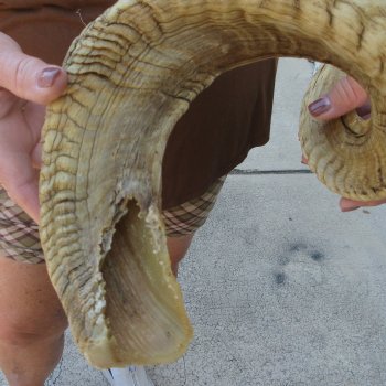  XL B-Grade Sheep Horn 32-1/2"
