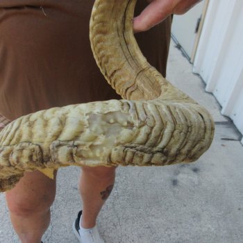  XL B-Grade Sheep Horn 32-1/2"