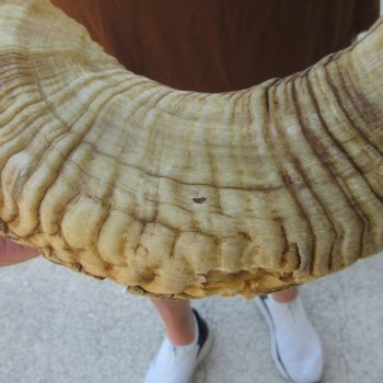  XL B-Grade Sheep Horn 32-1/2"