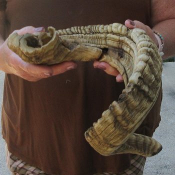  XL B-Grade Sheep Horn 31-1/2"