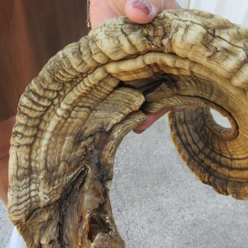  XL B-Grade Sheep Horn 31-1/2"