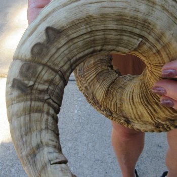  XL B-Grade Sheep Horn 31-1/2"