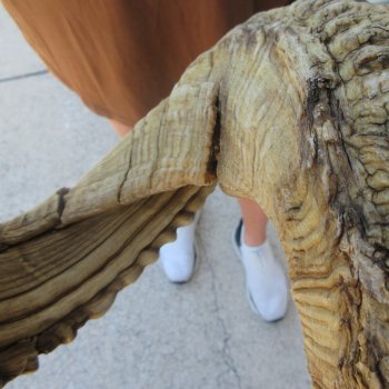  XL B-Grade Sheep Horn 31-1/2"