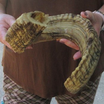  XL B-Grade Sheep Horn 30-1/4"