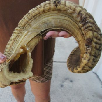  XL B-Grade Sheep Horn 30-1/4"