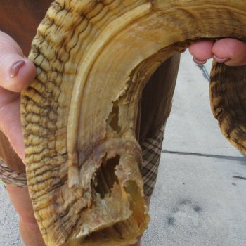  XL B-Grade Sheep Horn 30-1/4"