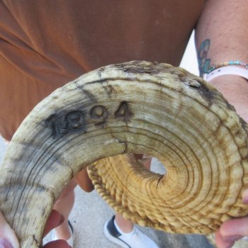  XL B-Grade Sheep Horn 30-1/4"