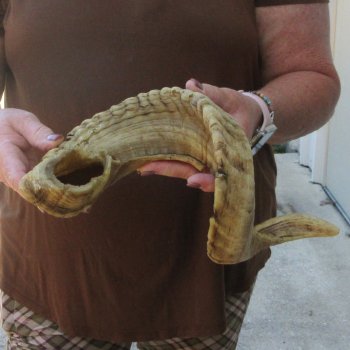  XL B-Grade Sheep Horn 28-3/4"