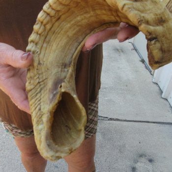  XL B-Grade Sheep Horn 28-3/4"