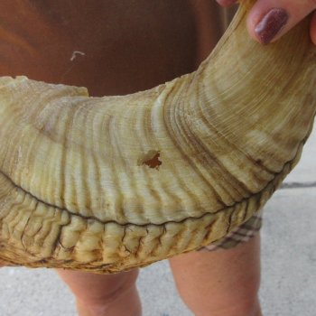  XL B-Grade Sheep Horn 28-3/4"