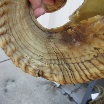  XL B-Grade Sheep Horn 28-3/4"