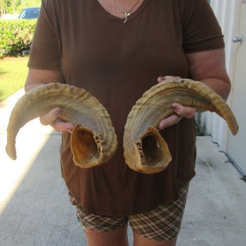 21-1/2" Matching Pair Ram Sheep Horns