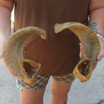 21-1/2" Matching Pair Ram Sheep Horns