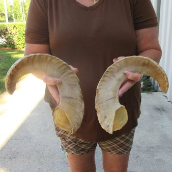 19-1/4" Matching Pair Ram Sheep Horns