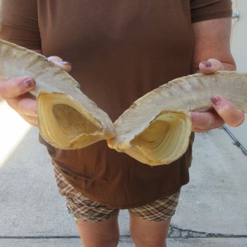 19-1/4" Matching Pair Ram Sheep Horns