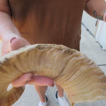 19-1/4" Matching Pair Ram Sheep Horns