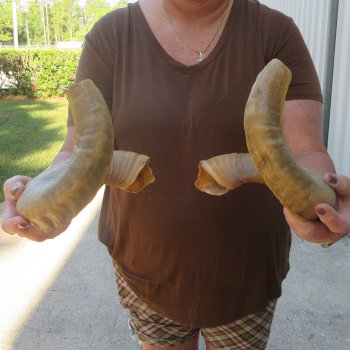 21-1/2" Matching Pair Ram Sheep Horns