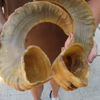 21-1/2" Matching Pair Ram Sheep Horns