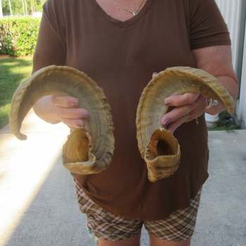 21" Matching Pair Ram Sheep Horns