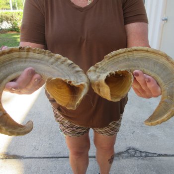 21" Matching Pair Ram Sheep Horns