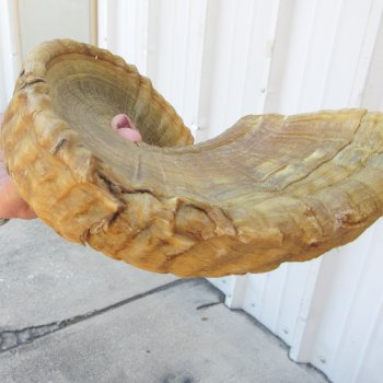 21" Matching Pair Ram Sheep Horns