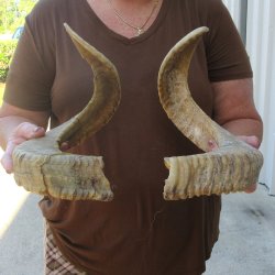 24" Matching P...