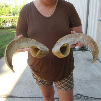 24" Matching Pair Ram Sheep Horns