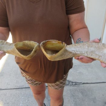 24" Matching Pair Ram Sheep Horns