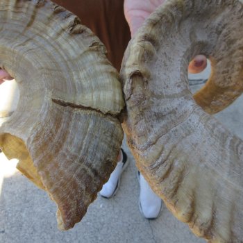 24" Matching Pair Ram Sheep Horns