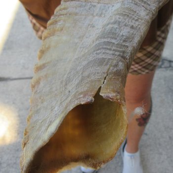 24" Matching Pair Ram Sheep Horns