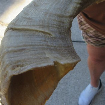 24" Matching Pair Ram Sheep Horns