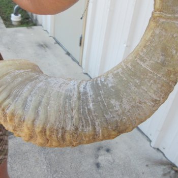 24" Matching Pair Ram Sheep Horns