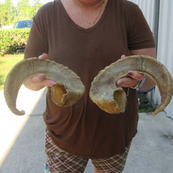 24" Matching Pair Ram Sheep Horns