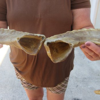 24" Matching Pair Ram Sheep Horns
