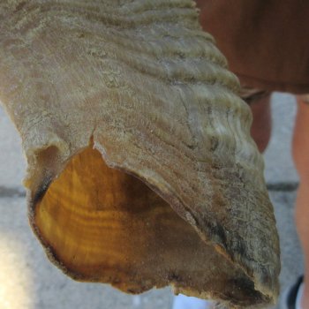 24" Matching Pair Ram Sheep Horns