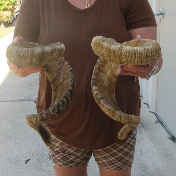 35-1/2" Matching Pair Ram Sheep Horns