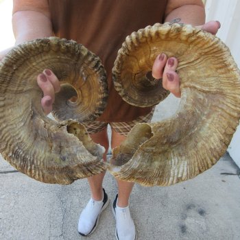 35-1/2" Matching Pair Ram Sheep Horns