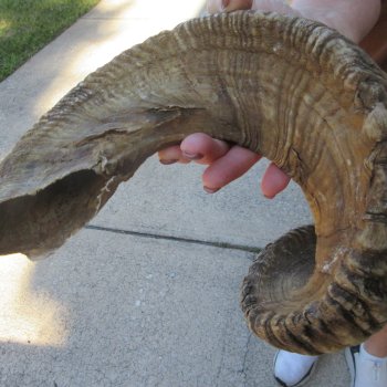35-1/2" Matching Pair Ram Sheep Horns