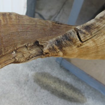 35-1/2" Matching Pair Ram Sheep Horns
