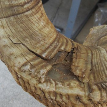 35-1/2" Matching Pair Ram Sheep Horns