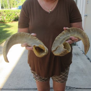 24" Matching Pair Ram Sheep Horns
