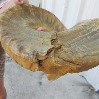 24" Matching Pair Ram Sheep Horns