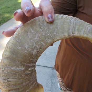 24" Matching Pair Ram Sheep Horns