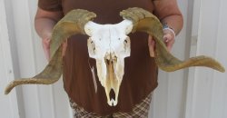 B-Grade African Merino Ram/Sheep Skull with 22-1/2" Horns 