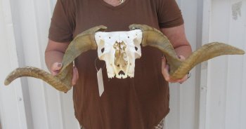 B-Grade African Merino Ram/Sheep Skull with 22-1/2" Horns 