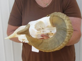 B-Grade African Merino Ram/Sheep Skull with 22-1/2" Horns 